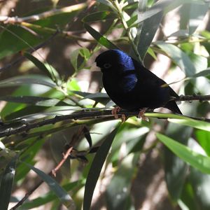 Village indigobird