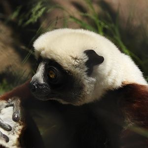 Coquerel's sifaka