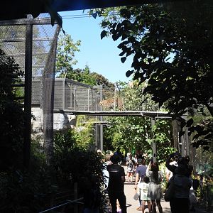 View of Amur leopard enclosure