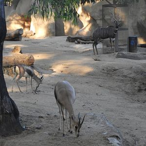 Speke's gazelle and lesser kudu