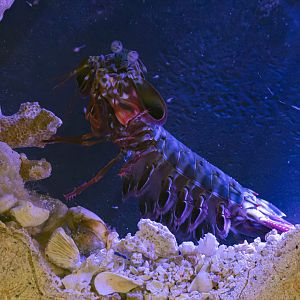 Peacock mantis shrimp (Odontodactylus scyllarus) - Haus des Meeres