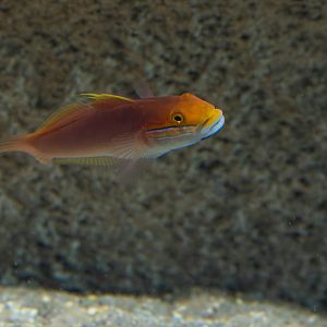 Bella goby (Valenciennea bella) - Haus des Meeres