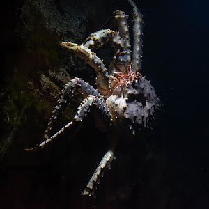 Red king crab (Paralithodes camtschaticus) - Haus des Meeres