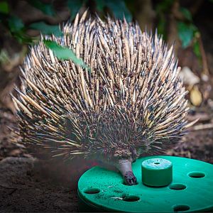 Annie the female Short-beaked Echidna