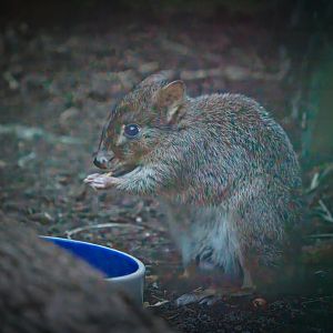 Gerald the male Brush-tailed Bettong