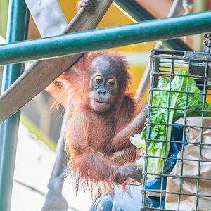 Wali the baby male Sumatran Orangutan