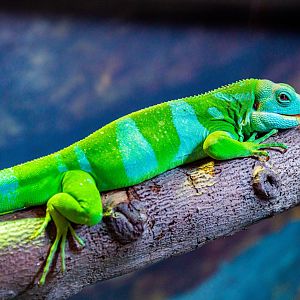 Norm the male Lau Banded Iguana