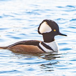 Male Hooded Merganser