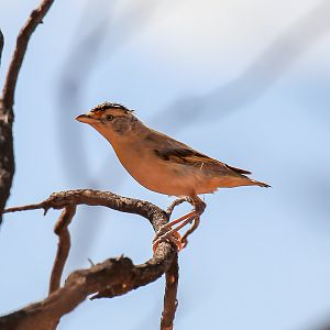 Red-browed Pardalote