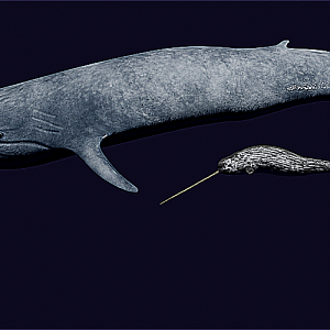 A blue whale and a narwhal