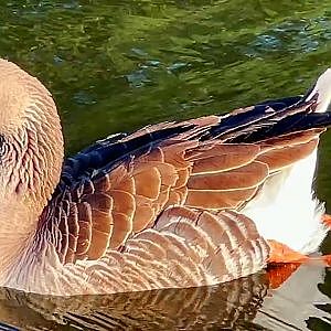 Toulouse On The Loose? - YouTube