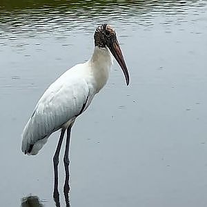 Waders In The Rain - YouTube