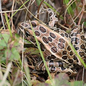 Northern Leopard Frog (Lithobates pipiens)