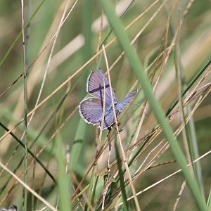 Karner Blue (Plebejus samuelis)
