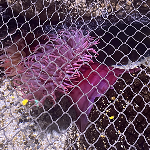 Anemone ID