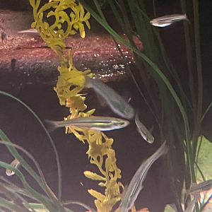 Fish ID