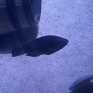 Parrotfish ID