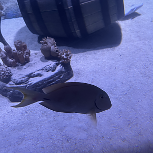 Surgeonfish ID