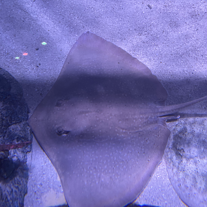 Stingray ID