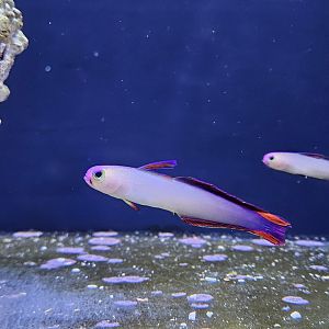 Purple Firefish