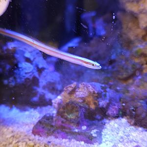 Curious Wormfish
