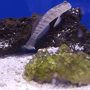 Pink-spotted Watchman Goby