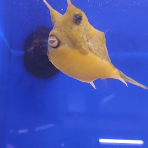 Longhorn Cowfish