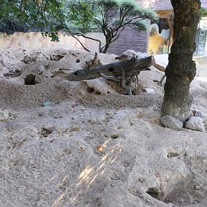 Zoo Linz - Suricate enclosure