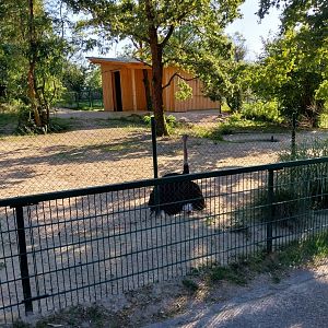 Zoo Linz - South African ostrich (Struthio camelus australis)