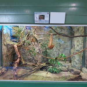 Zoo Linz - Tropenhaus - Pygmy marmoset enclosure