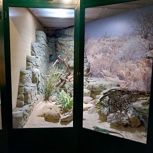 Zoo Linz - Haus der Artenvielfalt - Ocellated lizard enclosure