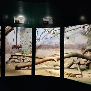 Zoo Linz - Haus der Artenvielfalt - Hispanolian rhinoceros iguana and Australian zebra finch enclosure