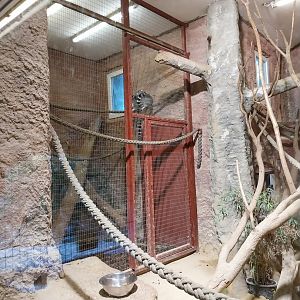 Zoo Linz - Katta cave