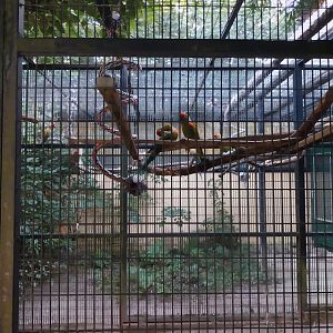 Tiergarten Walding - Red-fronted macaw (Ara rubrogenys)