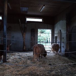 Tiergarten Walding - Former elephant barn