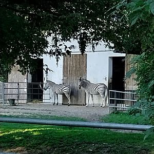 Tiergarten Walding - Chapman's zebra (Equus quagga chapmani)