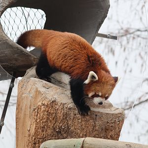 Red Panda