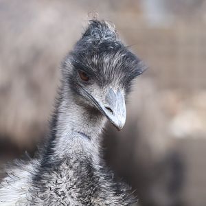 Emu