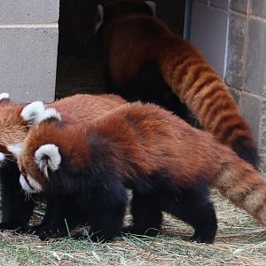 Red Panda twins