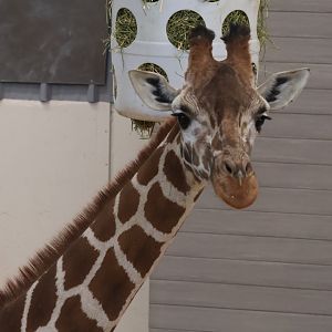 Reticulated Giraffe