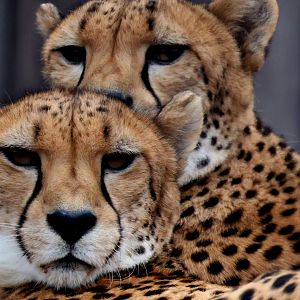 Cheetahs