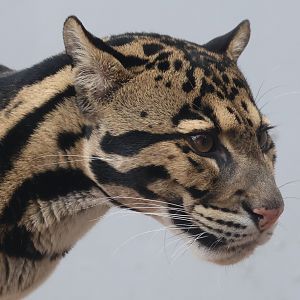 Clouded Leopard