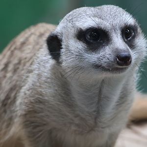 Meerkat