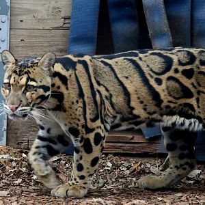 Clouded Leopard