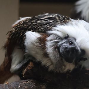 Cotton Top Tamarin