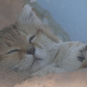Sand Cat