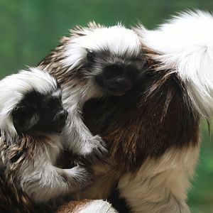 Cotton Top Tamarin twins