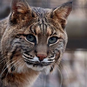Bobcat