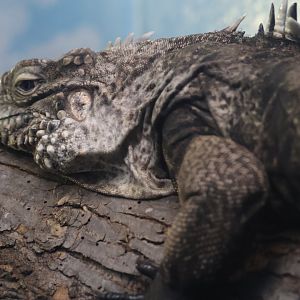 Rock Iguana