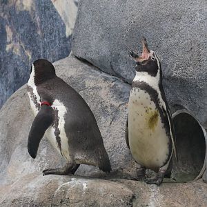 Humboldt Penguin